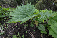 (c) Morten Ross, some rights reserved (CC BY) Rheum palmatum, photograph (c) Morten Ross, some rights reserved (CC BY)