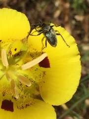 Brachysomida californica