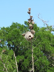 Auriparus flaviceps
