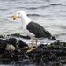 Pacific Gull - Photo (c) Daniel Kurek, some rights reserved (CC BY-NC), uploaded by Daniel Kurek