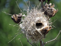 Auriparus flaviceps