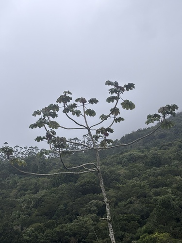Cecropia glaziovii, photograph 2