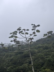 Cecropia glaziovii, photograph author not stated, no rights reserved