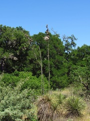Auriparus flaviceps