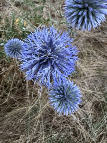 southern globe thistle
