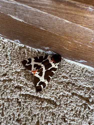 Garden Tiger
