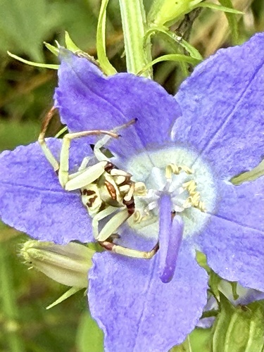 White-banded Crab Spider