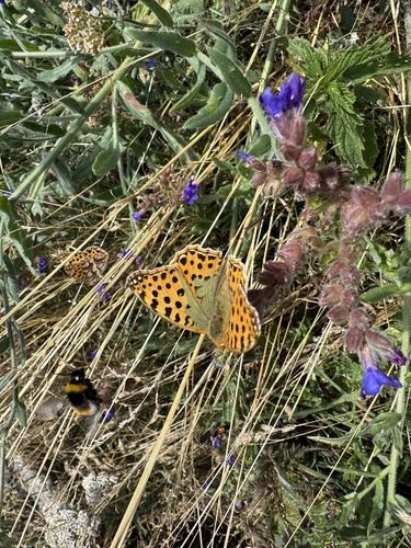 Queen of Spain Fritillary
