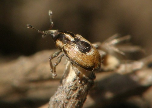 Sibinia phalerata