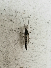 Chironomidae