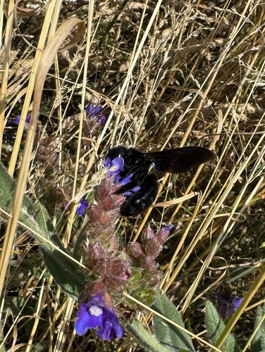 Xylocopa