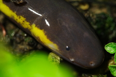 Koa Tao Island Caecilian photo 4