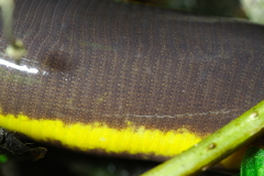 Koa Tao Island Caecilian photo 5