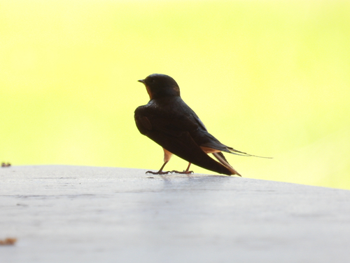 Barn Swallow