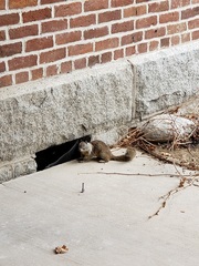 Otospermophilus beecheyi