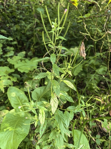 Epilobium roseum, photograph 3