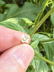 Epilobium roseum, photograph author not stated, no rights reserved