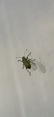 Pachyrhinus lethierryi