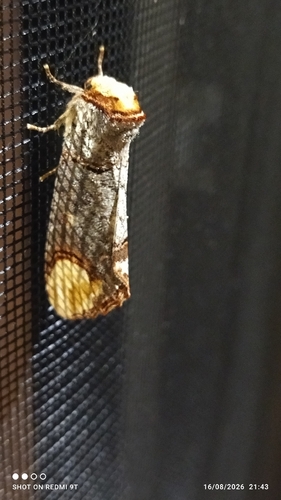 Buff-tip