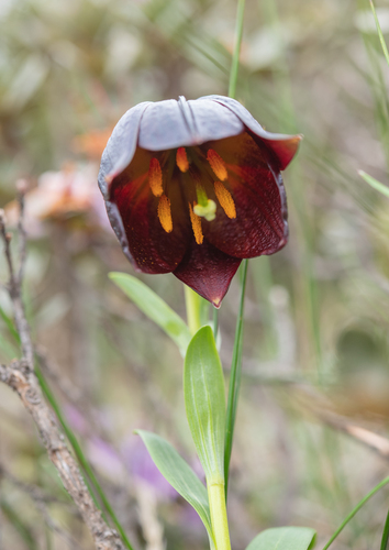 Lilium souliei, photograph 3
