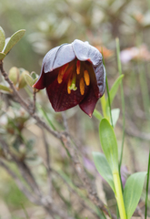 Lilium souliei, photograph (c) Morten Ross, some rights reserved (CC BY)