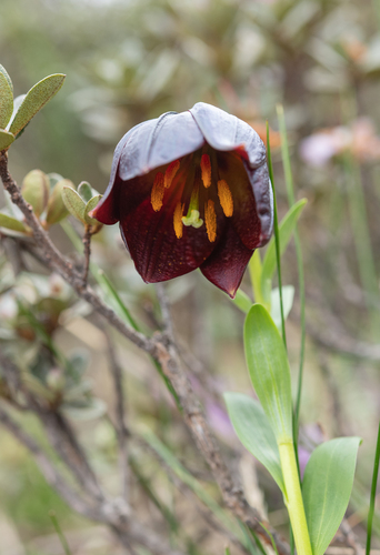 Lilium souliei, photograph 4