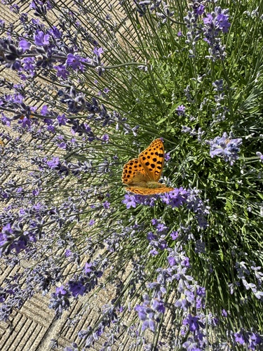 Queen of Spain Fritillary