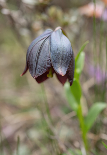 Lilium souliei, photograph 5