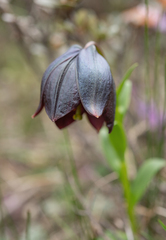 Lilium souliei, photograph (c) Morten Ross, some rights reserved (CC BY)