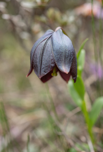 Lilium souliei, photograph 6