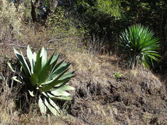 Agave inaequidens