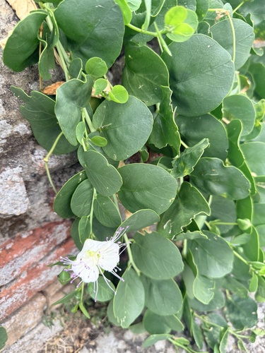 Rock Caper