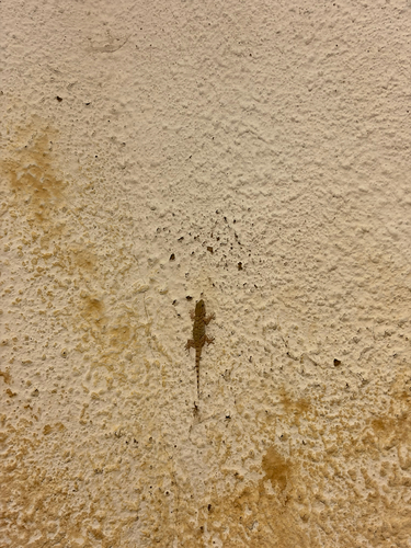 Moorish Gecko