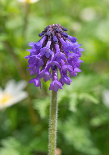 Primula deflexa, photograph 4