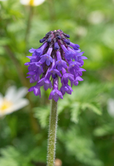 Primula deflexa, photograph (c) Morten Ross, some rights reserved (CC BY)