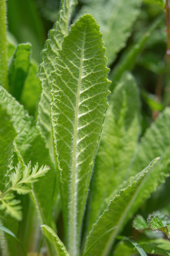 Primula deflexa, photograph 6