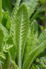 Primula deflexa, photograph (c) Morten Ross, some rights reserved (CC BY)