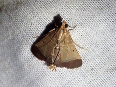 Tegulifera drapesalis