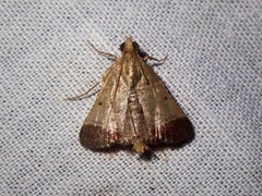 Tegulifera drapesalis