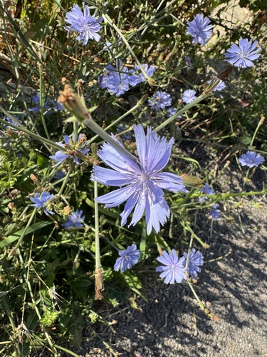 chicory