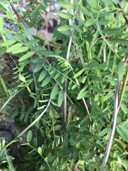 Vicia hirsuta