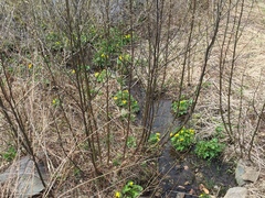 Caltha palustris