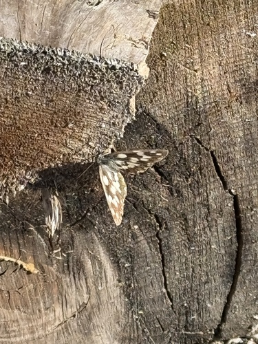 Marbled White