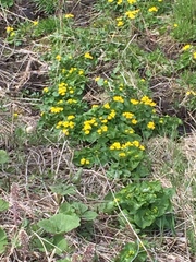 Caltha palustris
