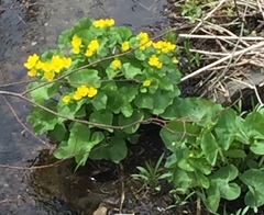 Caltha palustris
