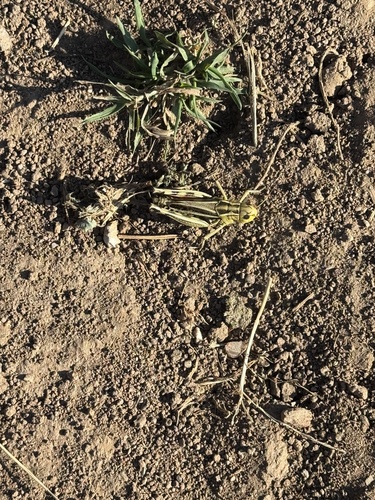 Large Banded Grasshopper