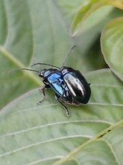 Altica cyanea