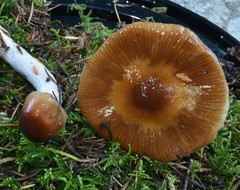 Cortinarius seidliae