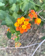 Lantana
