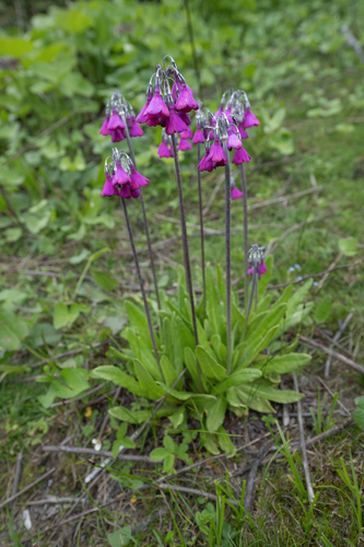 Primula secundiflora, photograph 2